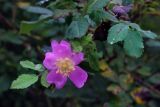 genus Rosa