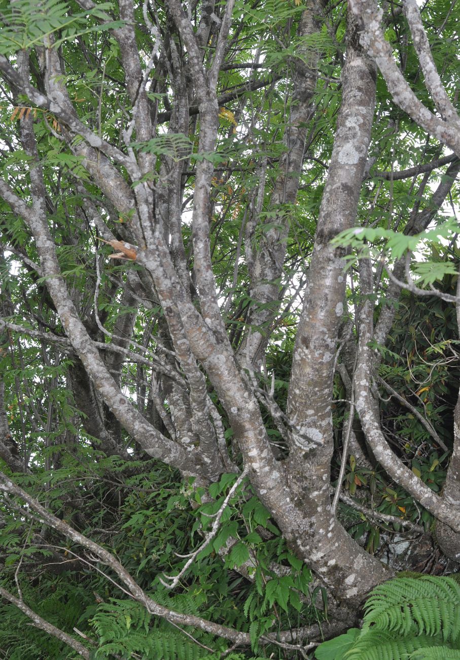 Image of Sorbus aucuparia specimen.