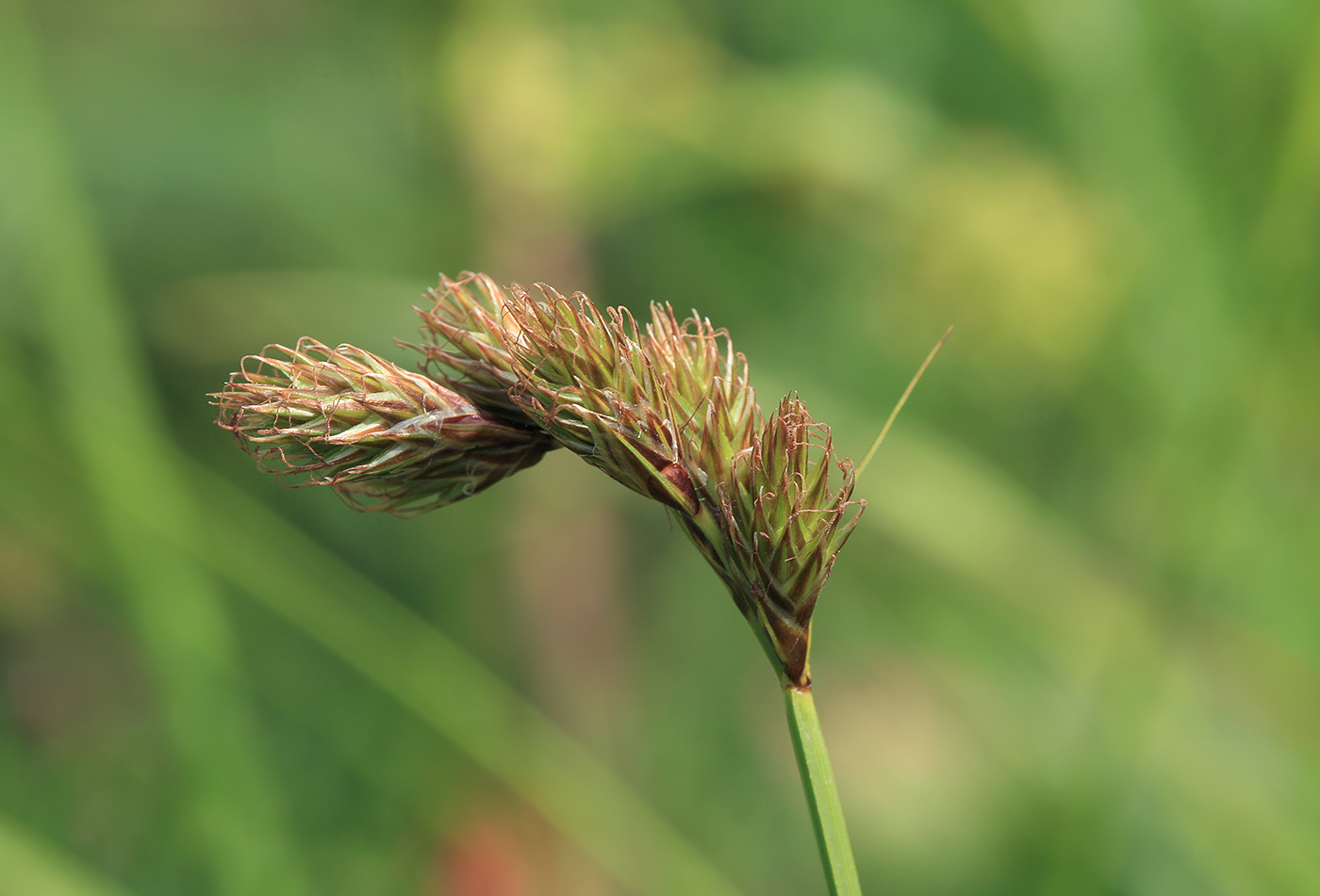 Изображение особи Carex leporina.