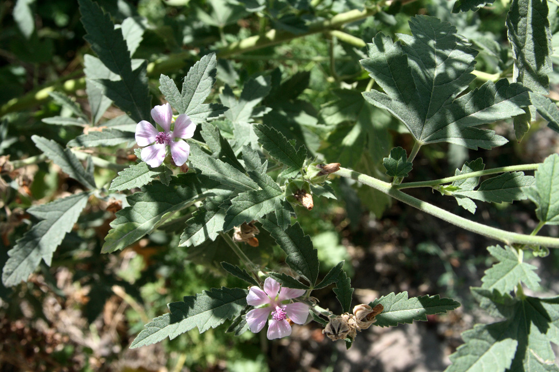 Image of Althaea broussonetiifolia specimen.