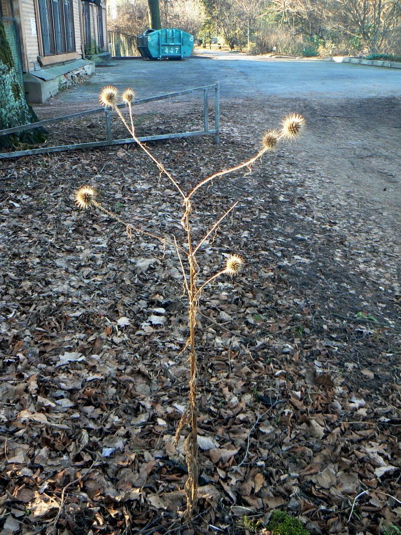 Image of Dipsacus strigosus specimen.