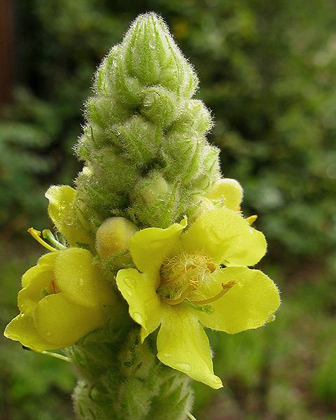 Image of Verbascum thapsus specimen.