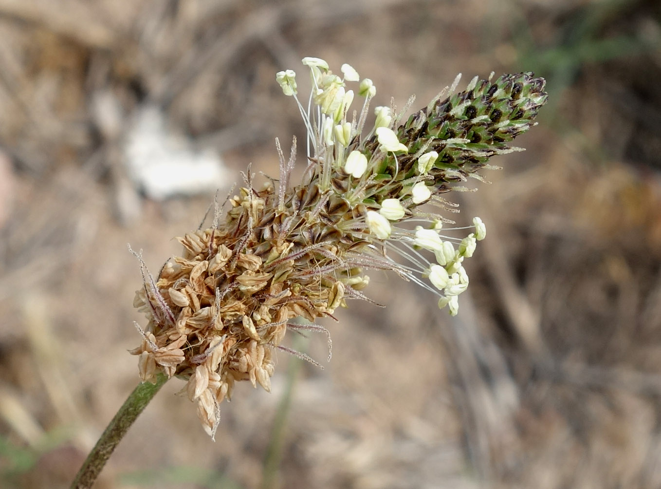 Изображение особи Plantago lanceolata.