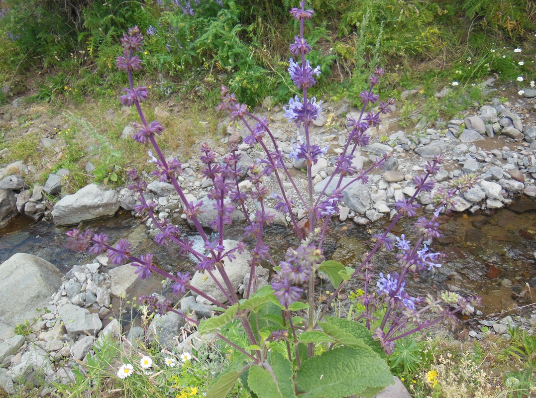 Image of Salvia verticillata specimen.