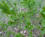 Euonymus europaeus
