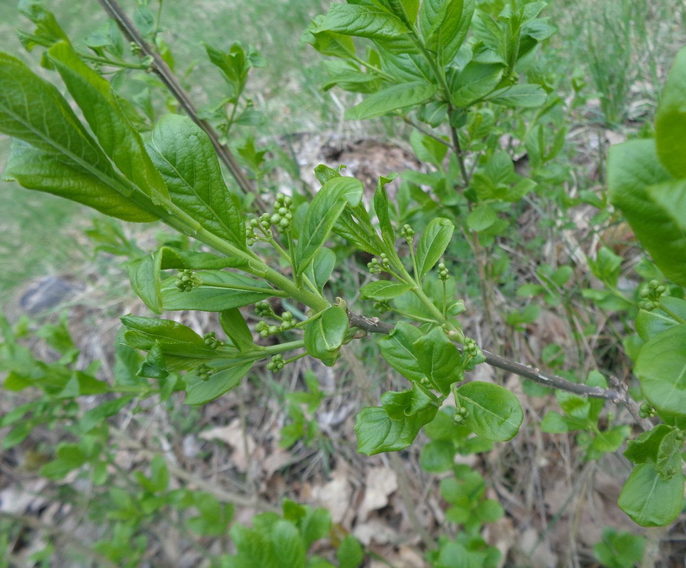 Image of Euonymus europaeus specimen.