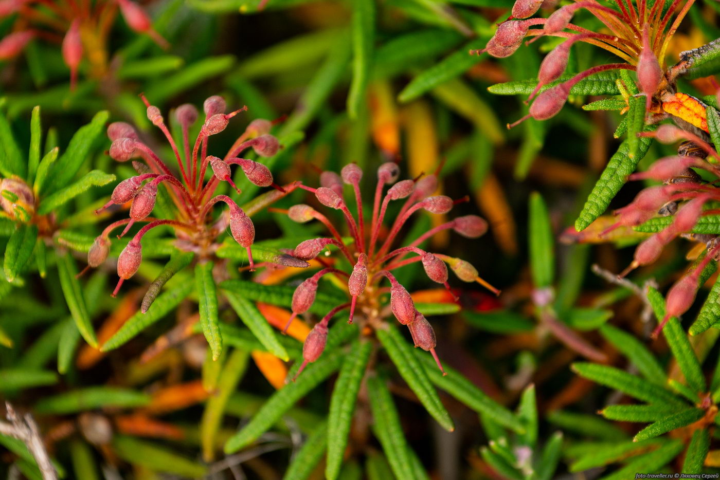 Изображение особи Ledum decumbens.