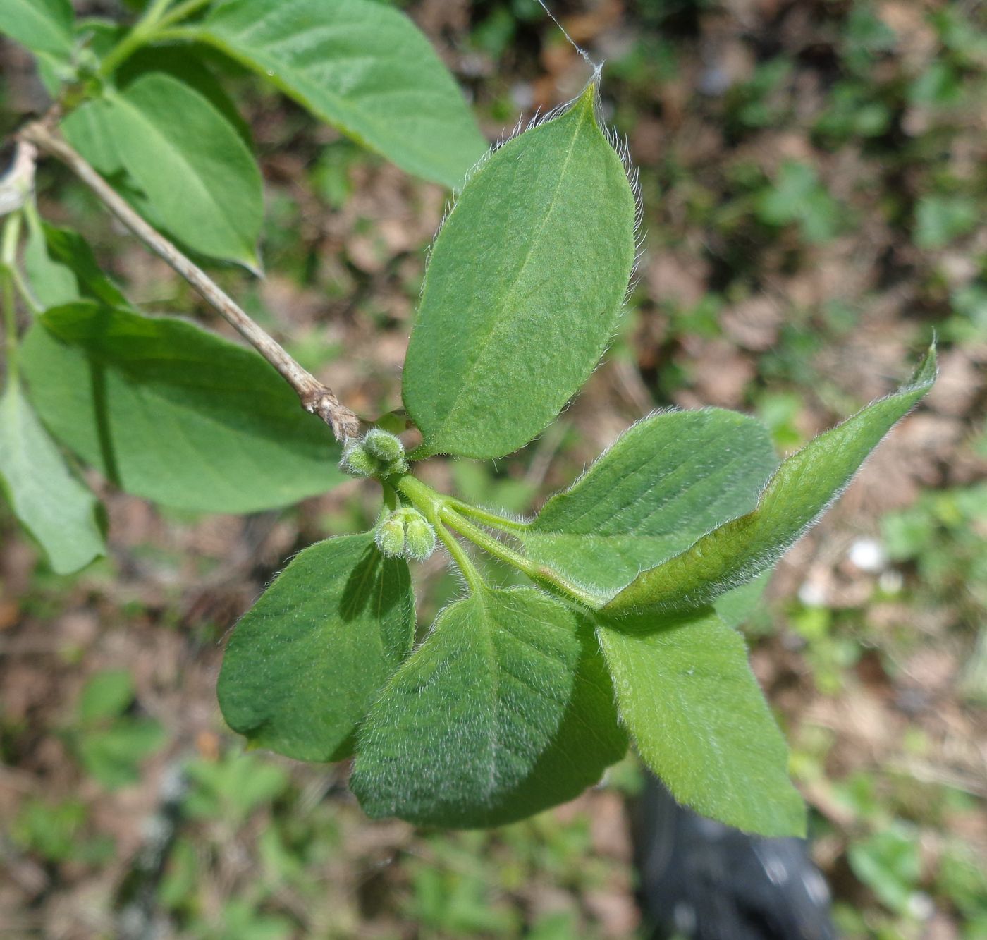 Изображение особи Lonicera xylosteum.