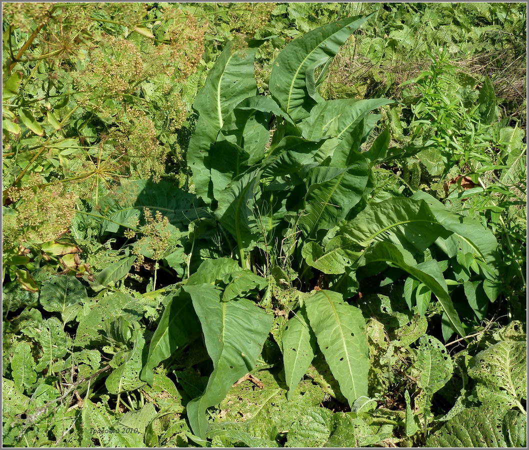 Image of Rumex hydrolapathum specimen.