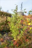 Juniperus communis. Взрослое растение. Карелия, Муезерский р-н, гора Воттоваара, каменистая зарастающая гарь. 25.09.2019.