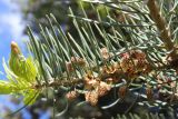 Abies concolor