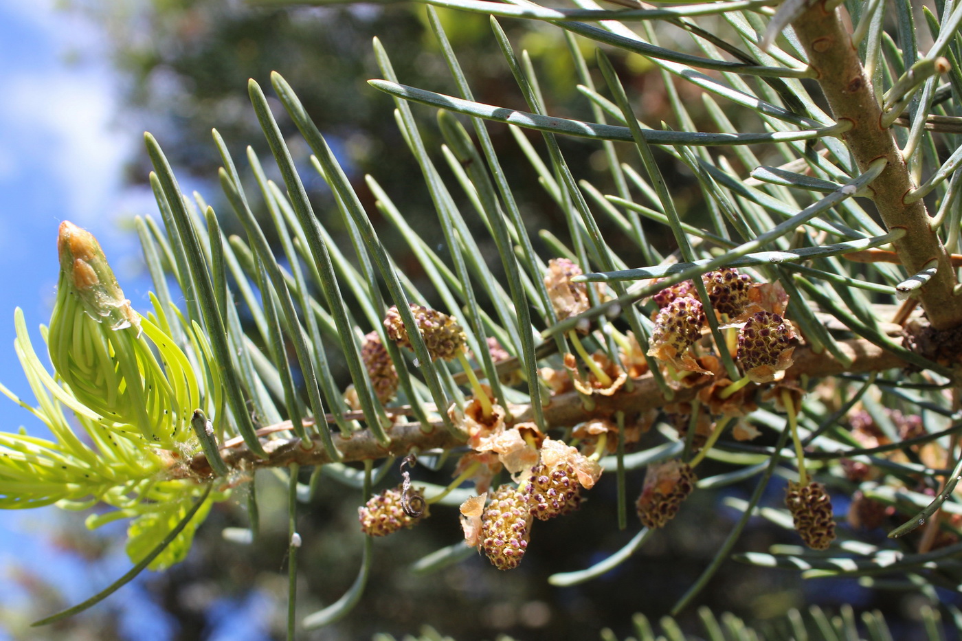 Image of Abies concolor specimen.