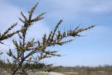 Hippophae rhamnoides. Верхушка цветущей ветви. Ленинградская обл., Гатчинский р-н, окр. пос. Пудость, обочина дороги, сухой луг на травертине. 11.05.2020.