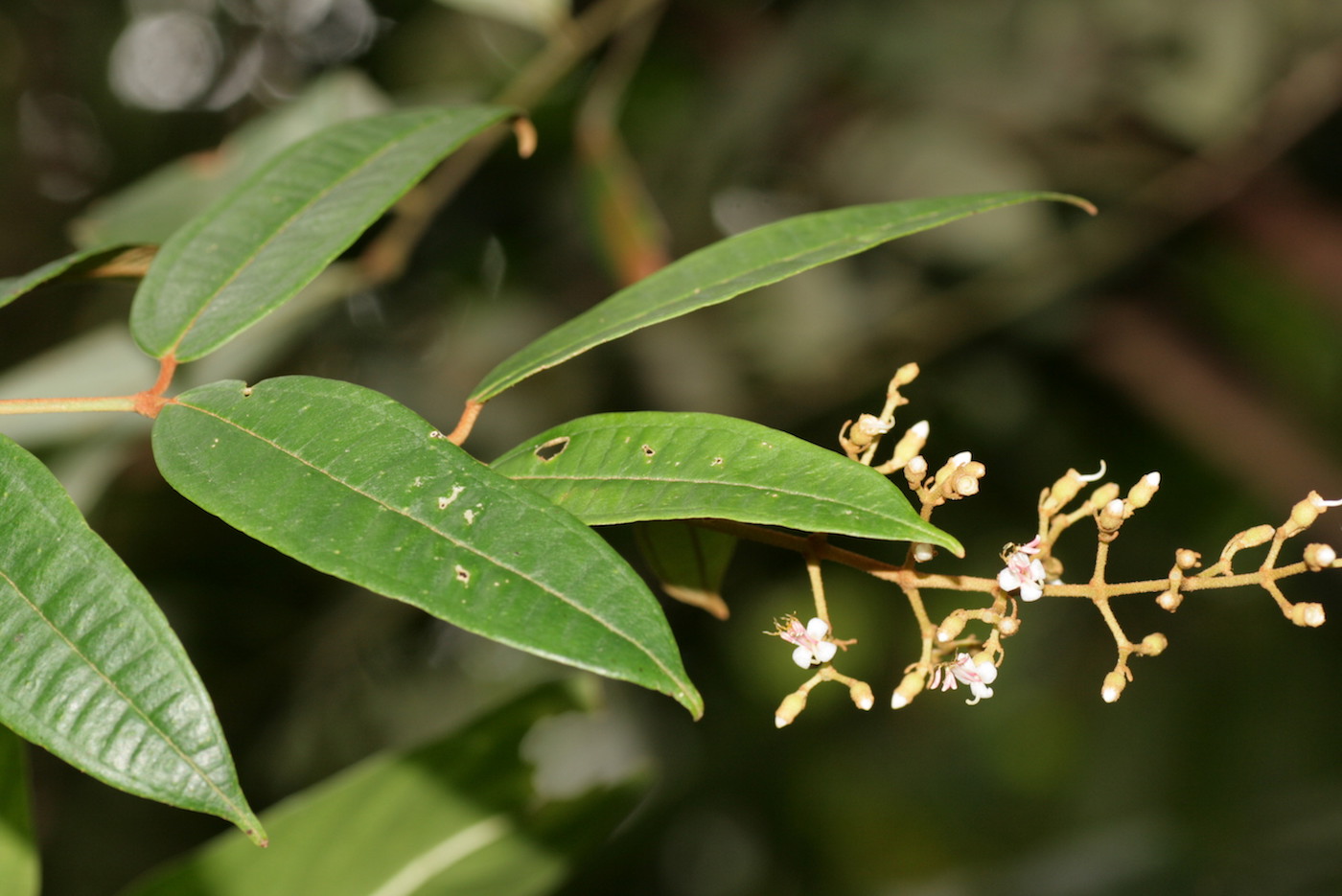 Image of Dissochaeta biligulata specimen.