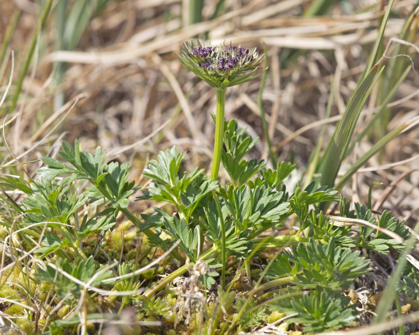 Изображение особи Pachypleurum alpinum.