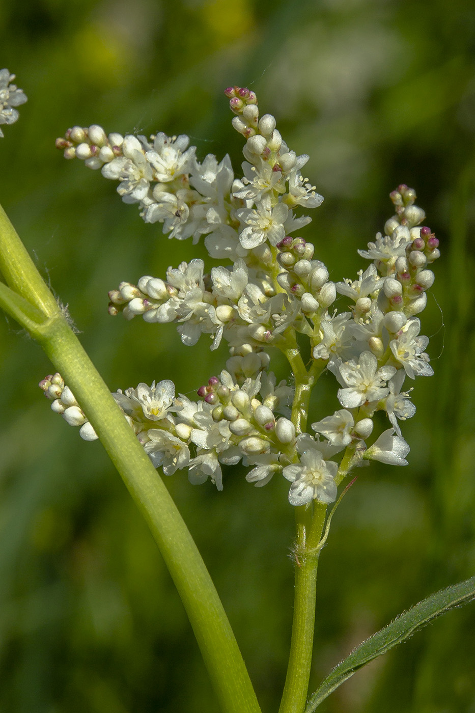 Изображение особи Aconogonon alpinum.