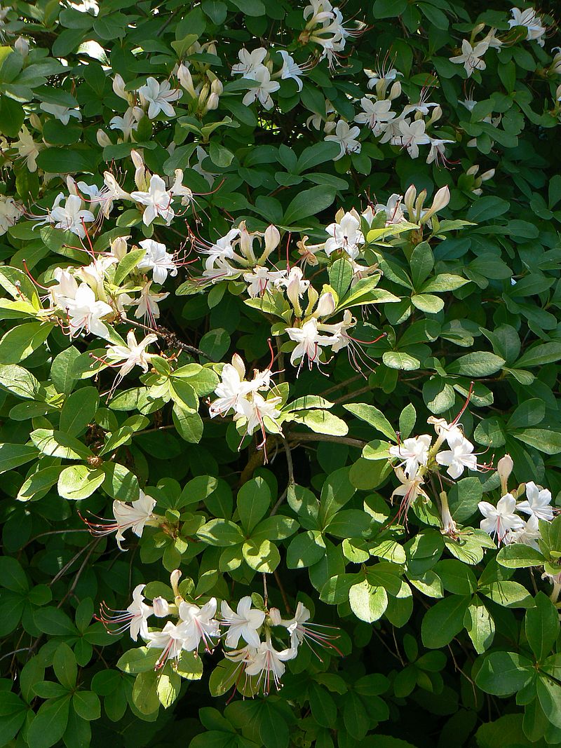 Image of Rhododendron viscosum specimen.
