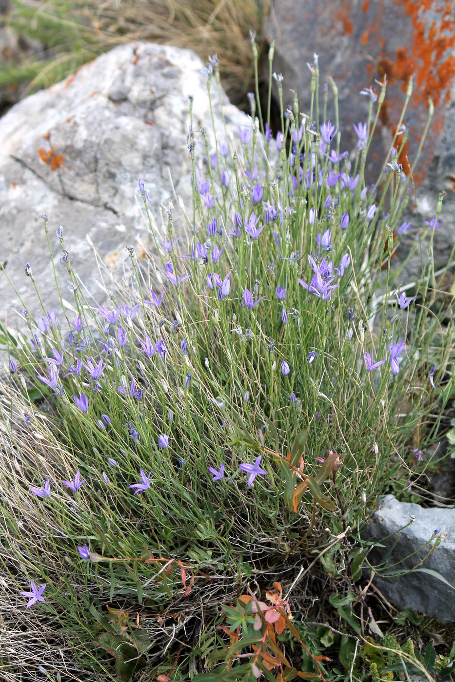 Image of Cylindrocarpa sewerzowii specimen.