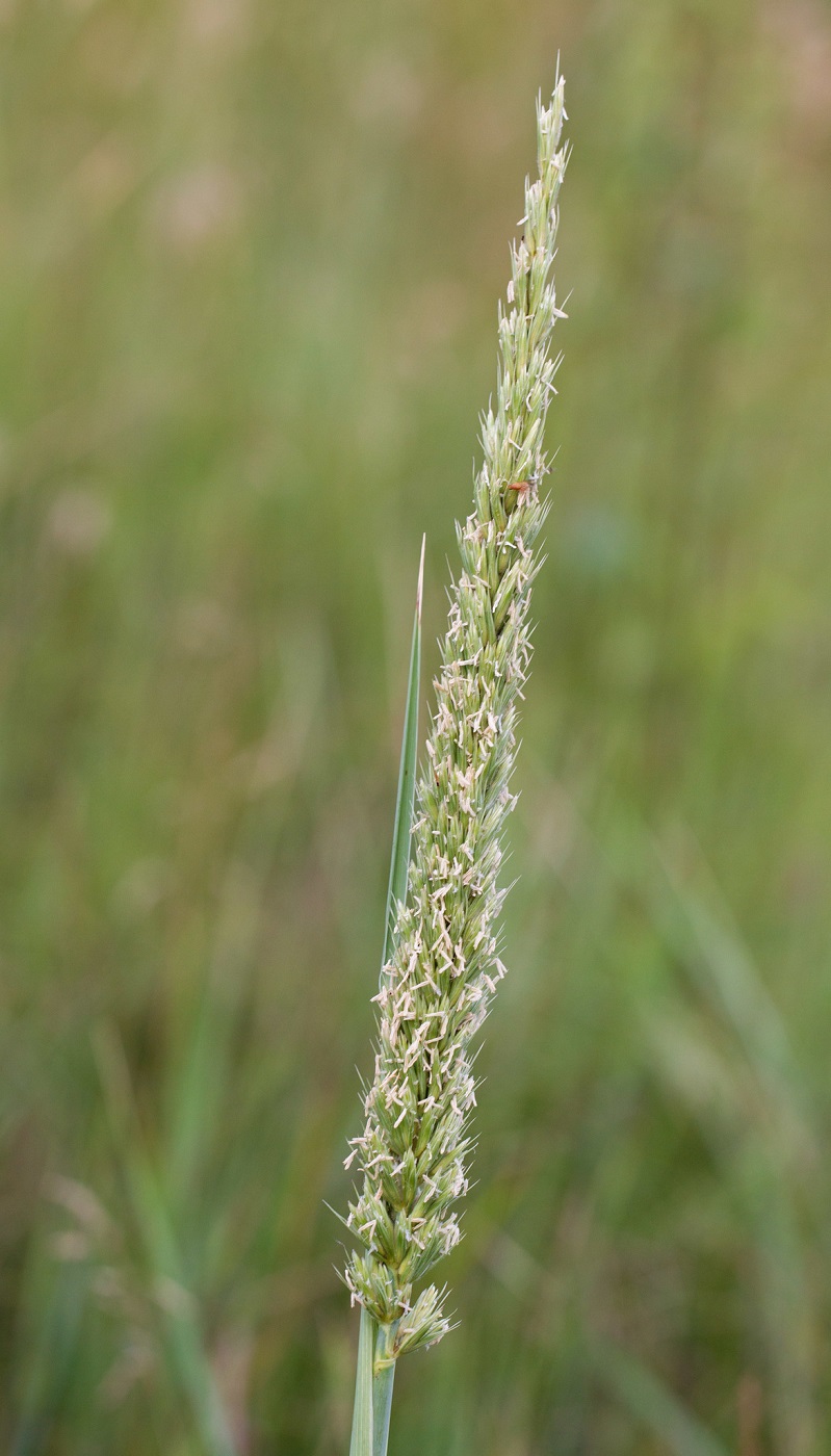 Image of genus Leymus specimen.