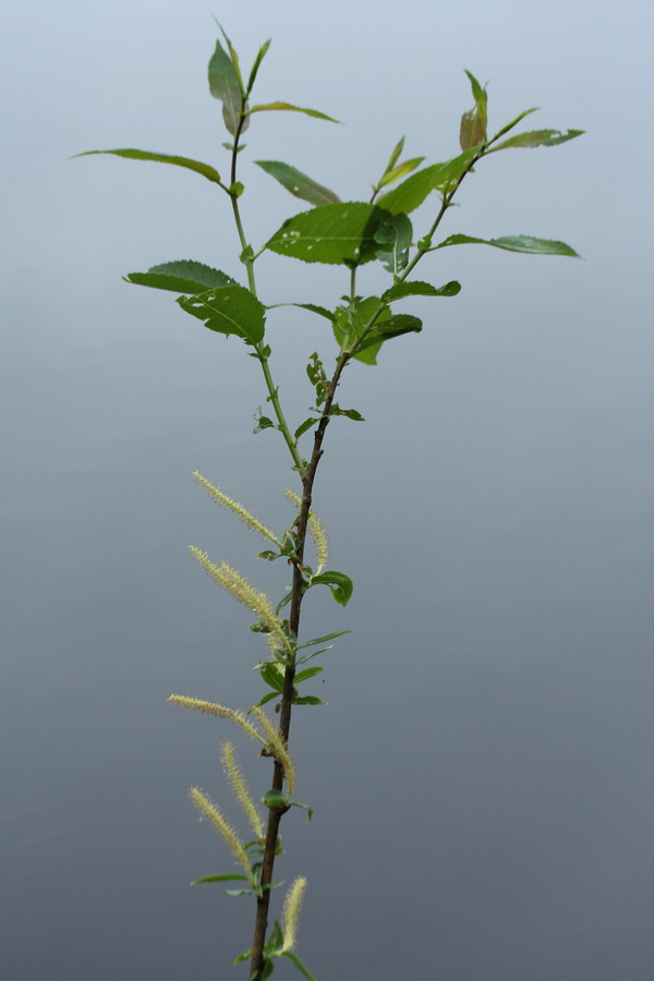 Image of Salix triandra specimen.