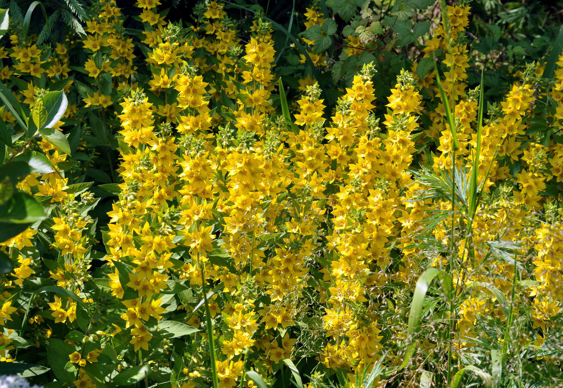 Image of Lysimachia punctata specimen.