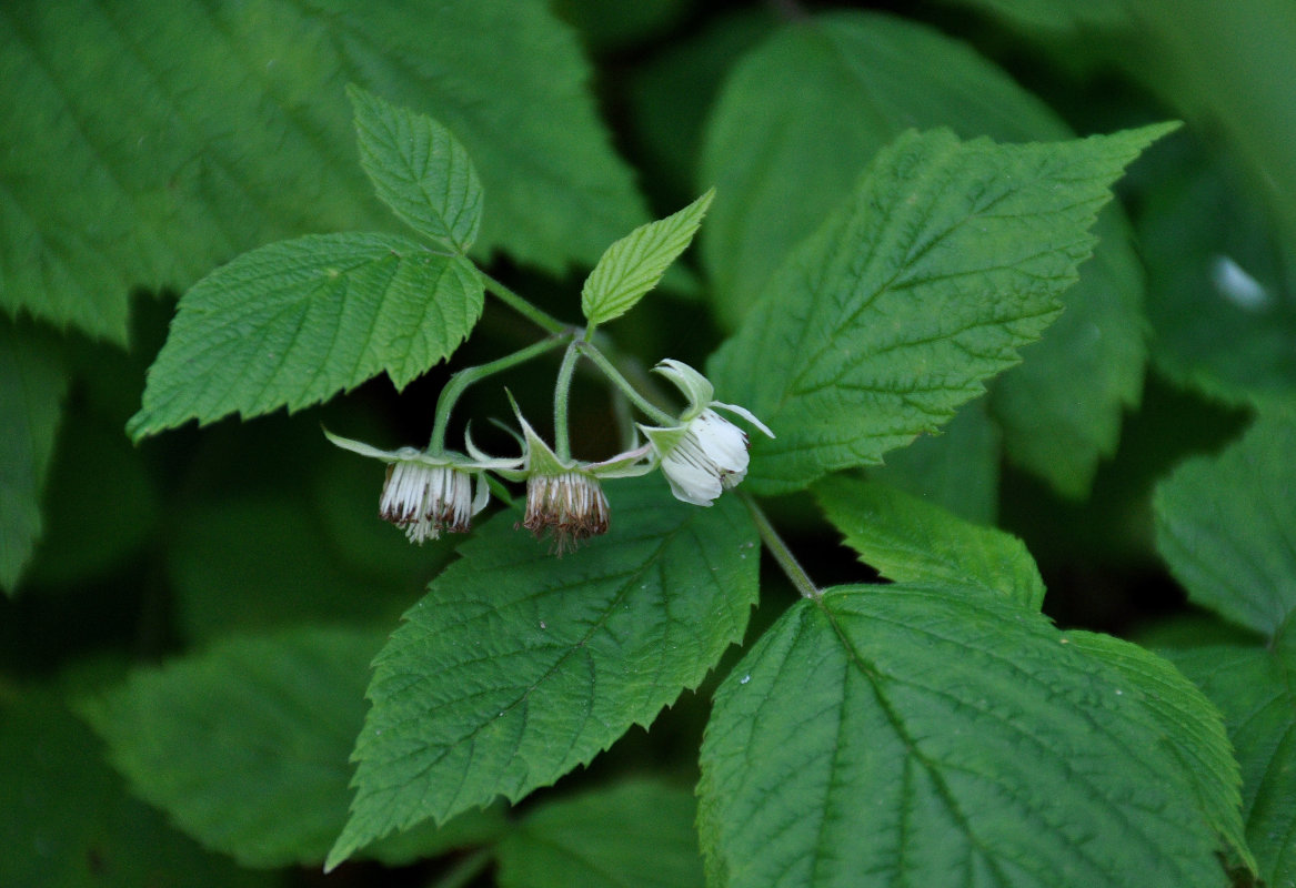 Image of Rubus idaeus specimen.