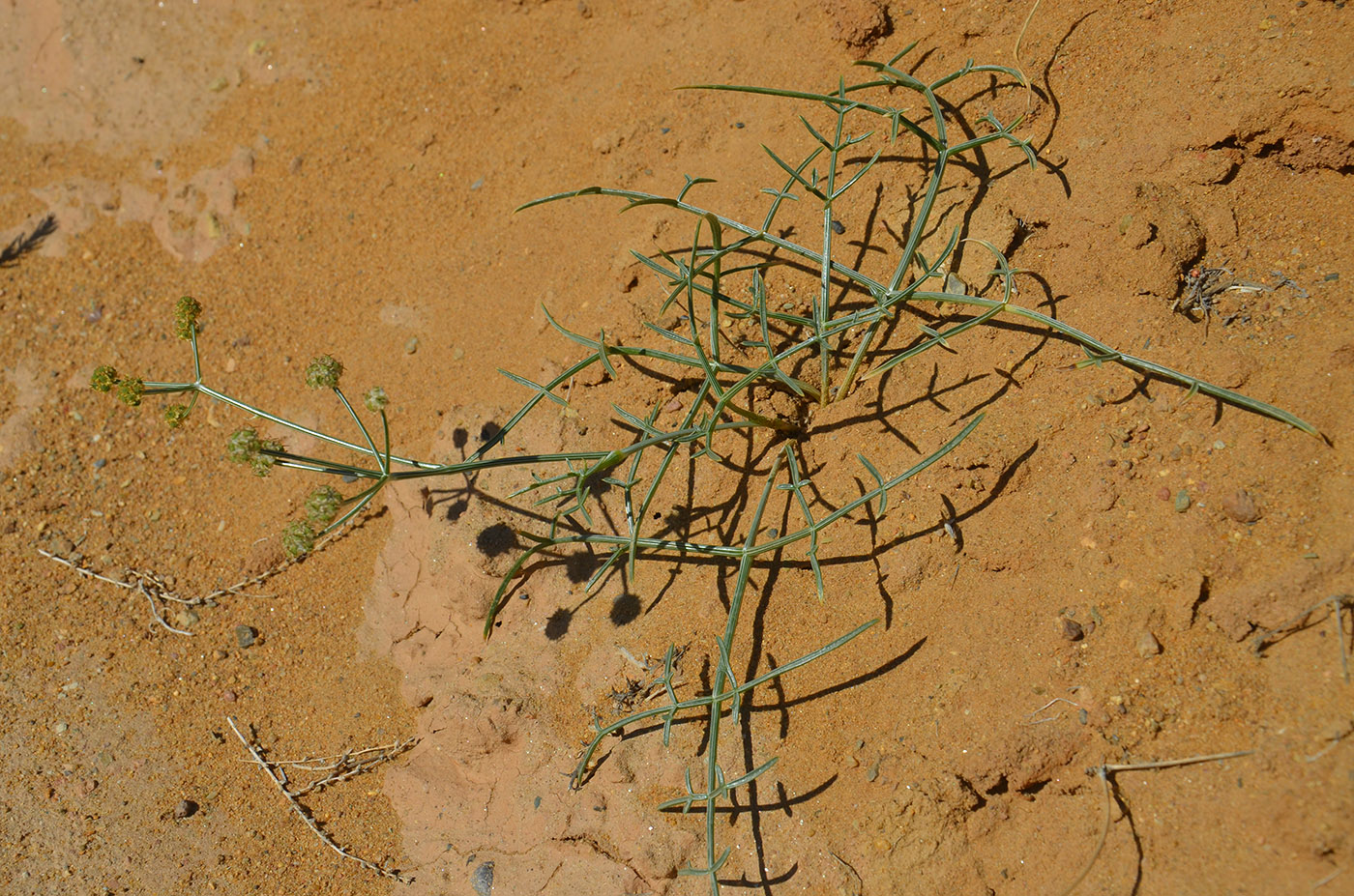 Image of Ferula karelinii specimen.