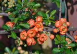 Chaenomeles japonica