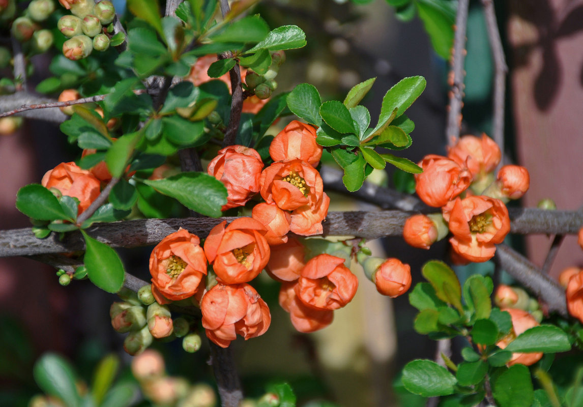 Image of Chaenomeles japonica specimen.