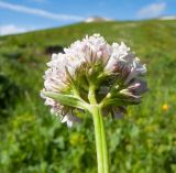 Valeriana alpestris