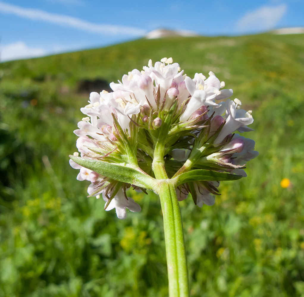 Image of Valeriana alpestris specimen.