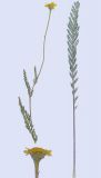 Image of taxon representative. Author is Дмитрий Евстигнеев