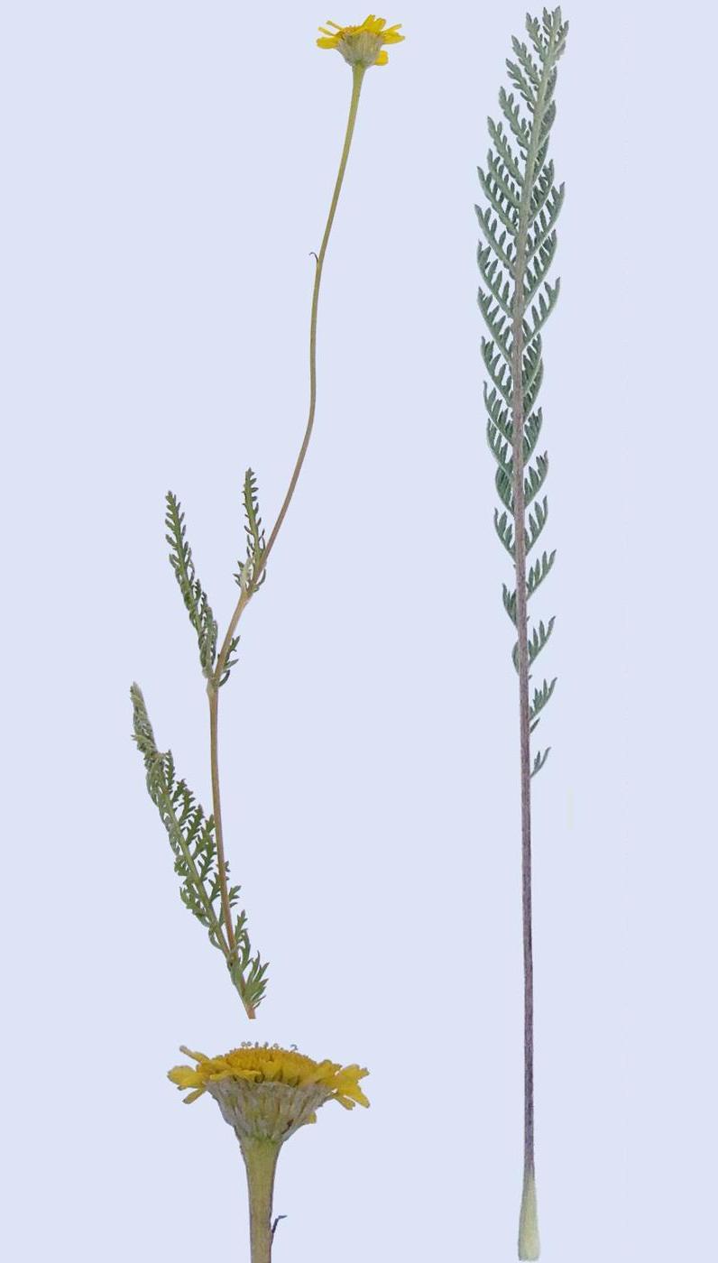 Image of genus Tanacetum specimen.