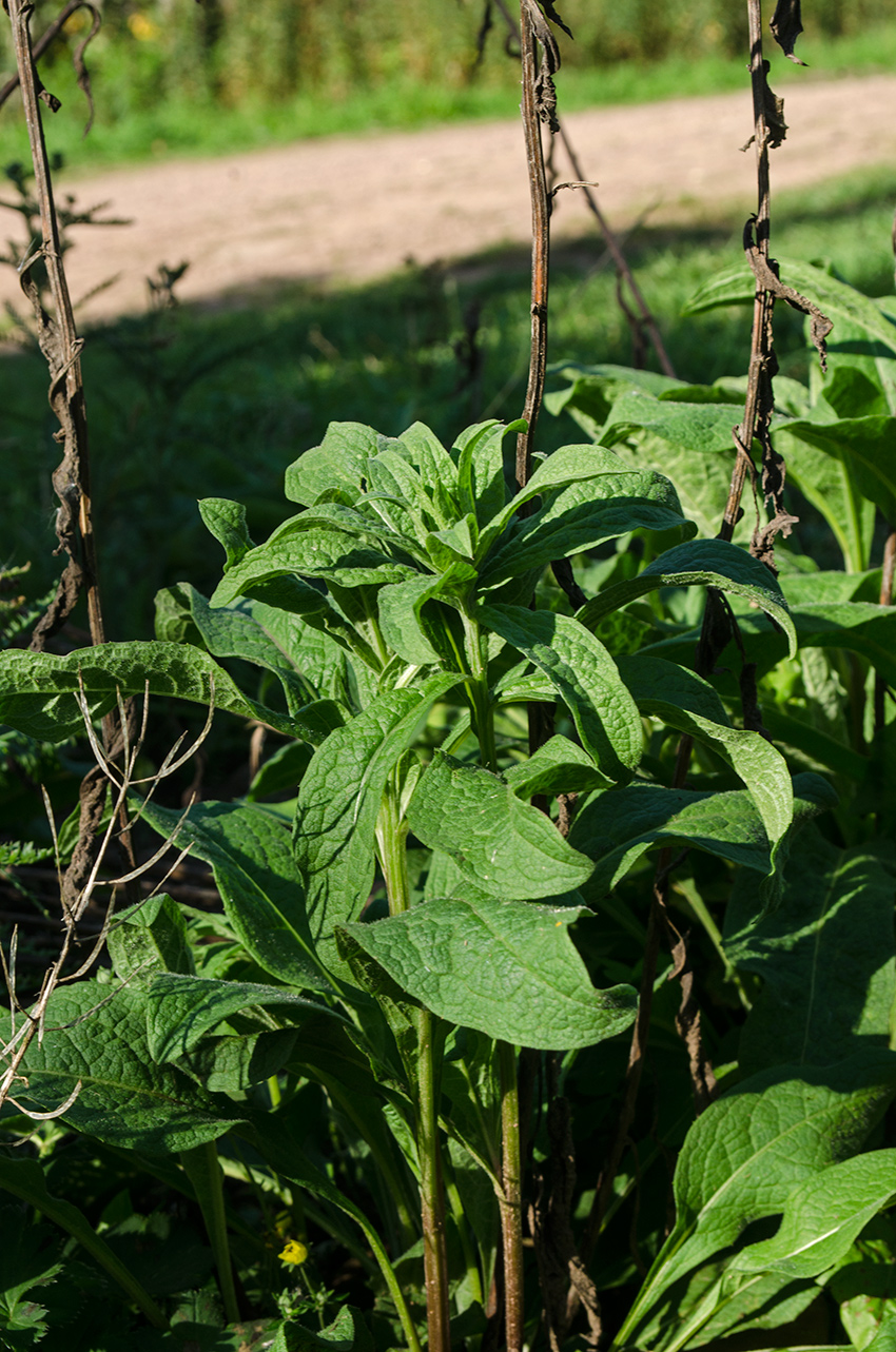 Image of Centaurea pseudophrygia specimen.