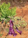 Jacaranda caroba