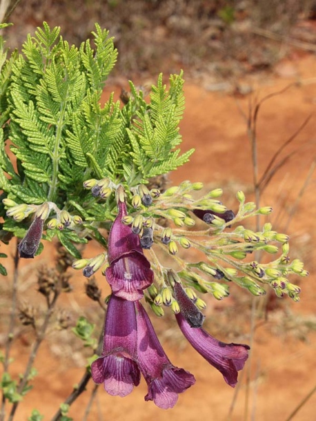 Image of Jacaranda caroba specimen.