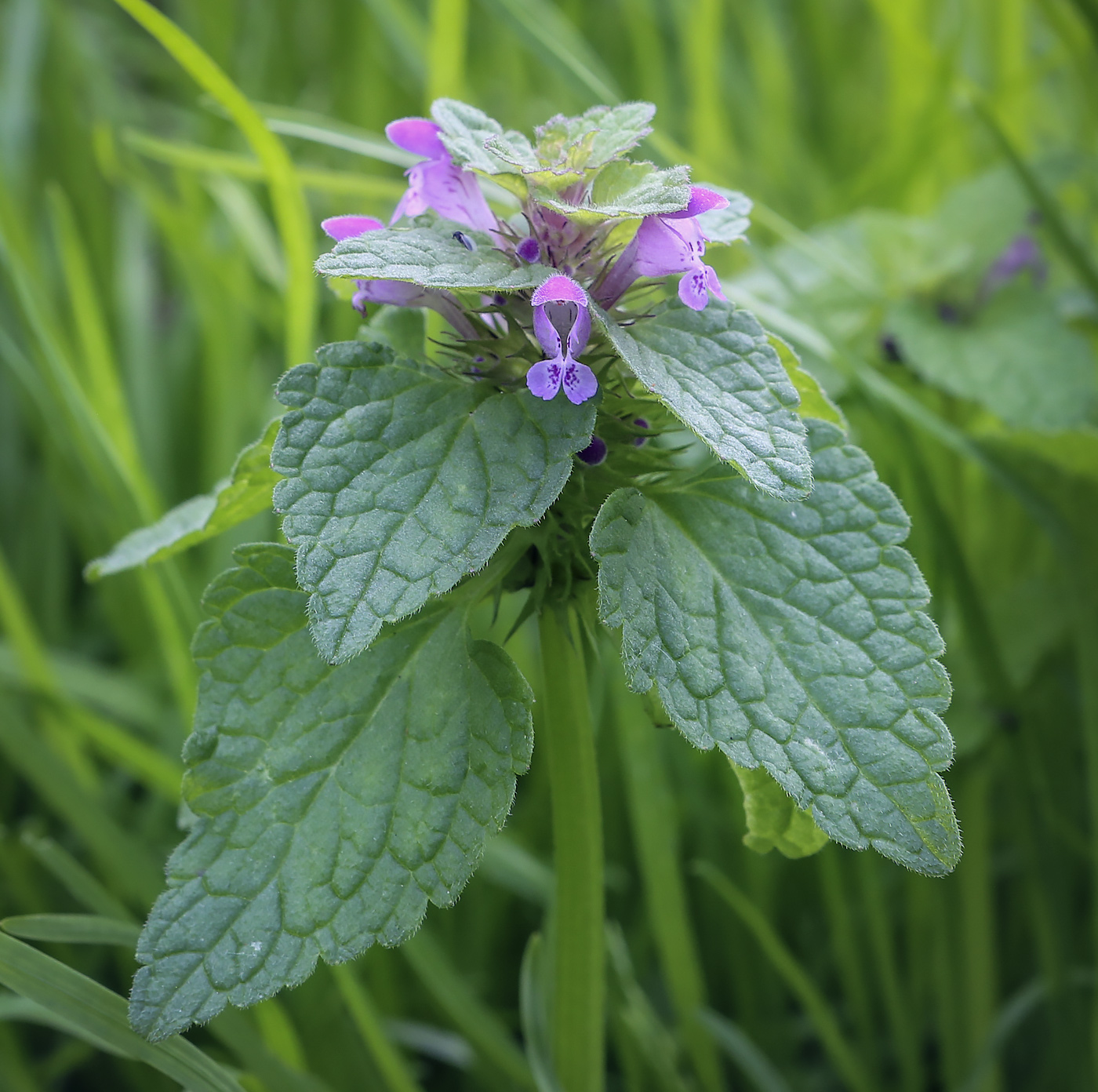 Image of Lamium purpureum specimen.