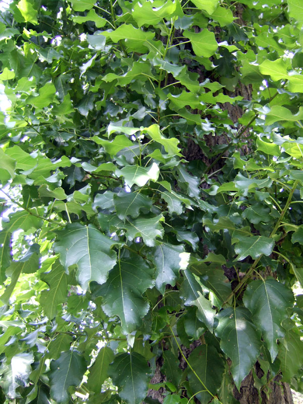 Image of Populus &times; berolinensis specimen.