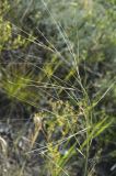 Stipa krylovii