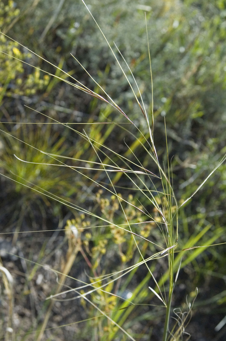 Image of Stipa krylovii specimen.