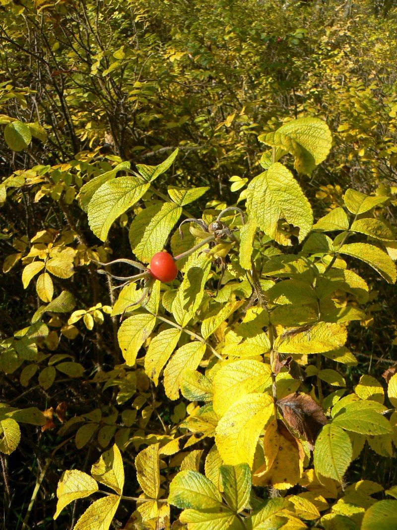 Image of Rosa rugosa specimen.