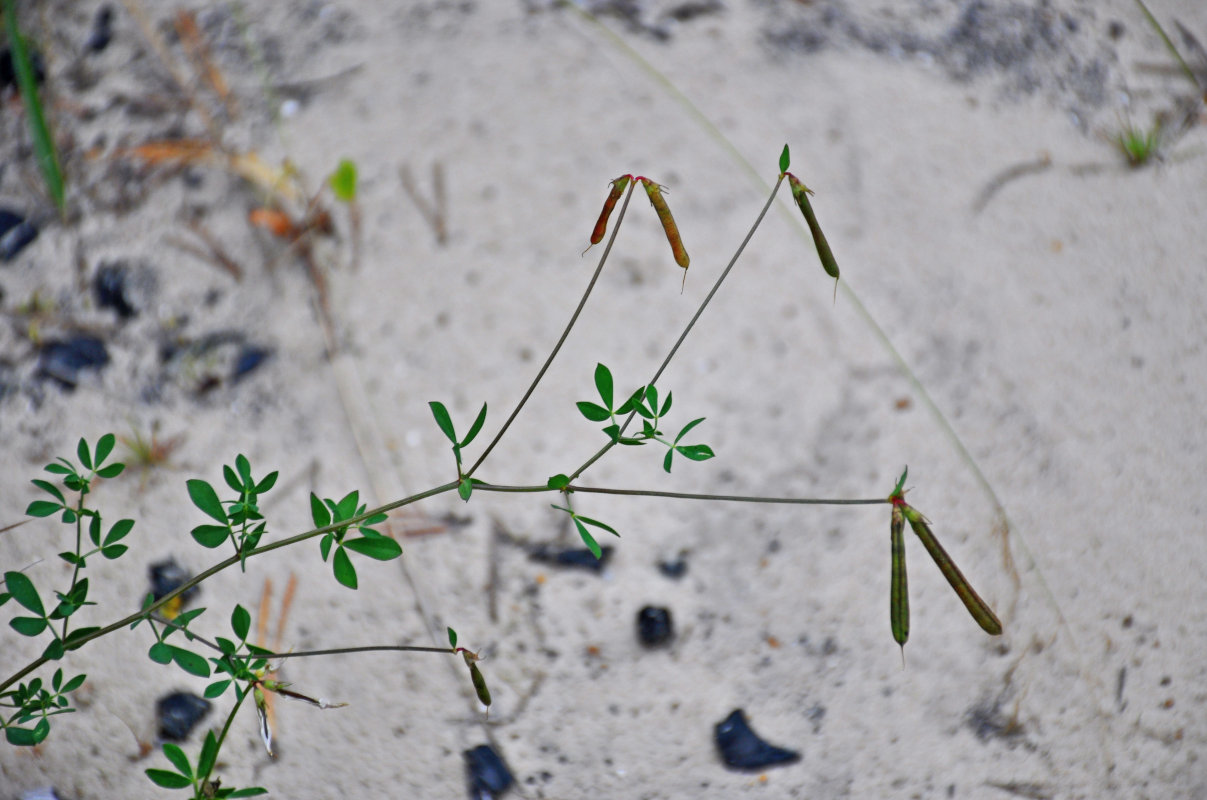 Image of genus Lotus specimen.