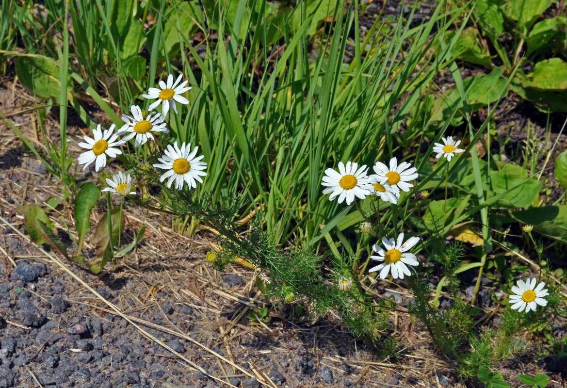 Изображение особи Tripleurospermum inodorum.