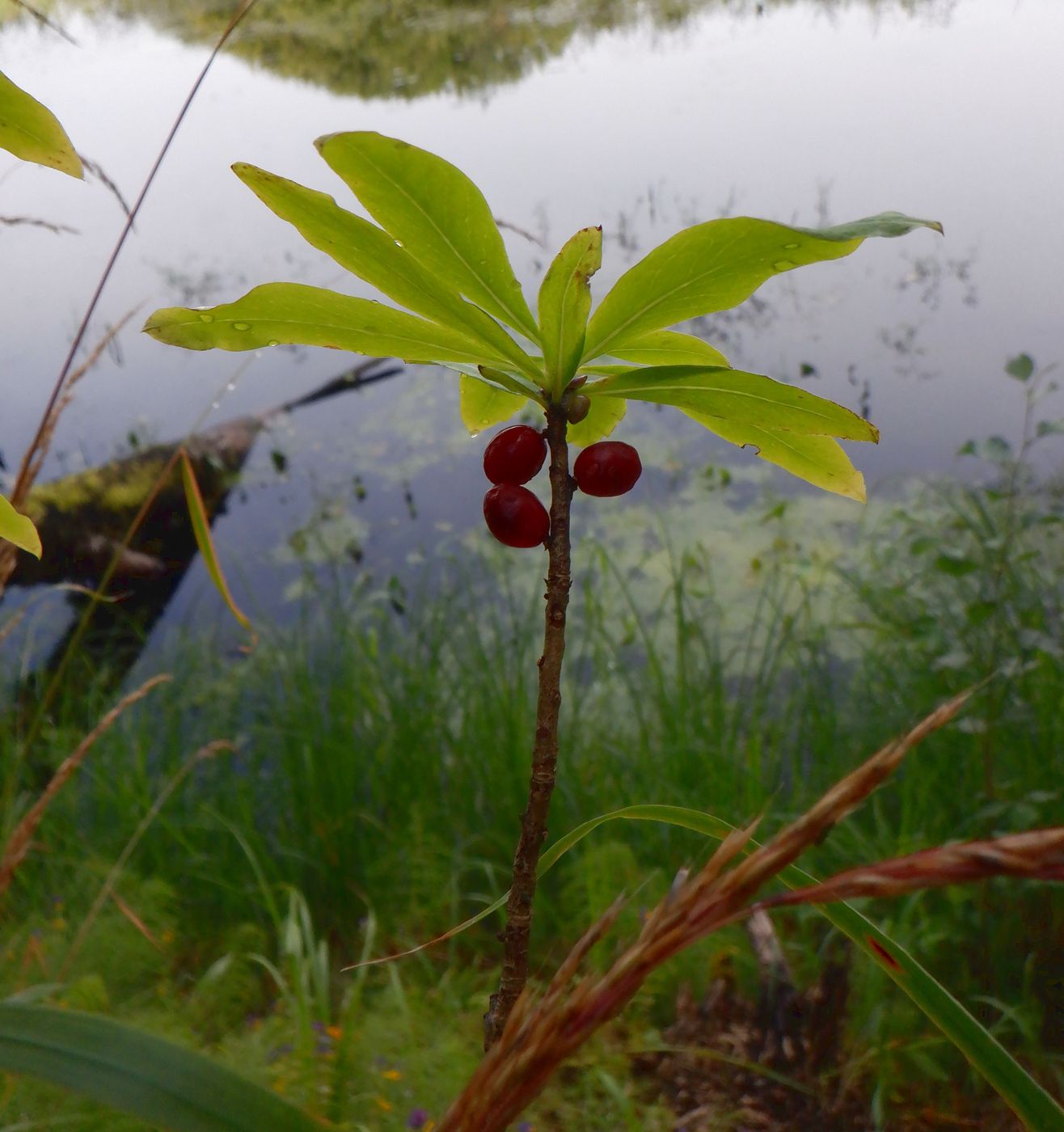 Image of Daphne mezereum specimen.