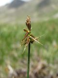 Carex microglochin