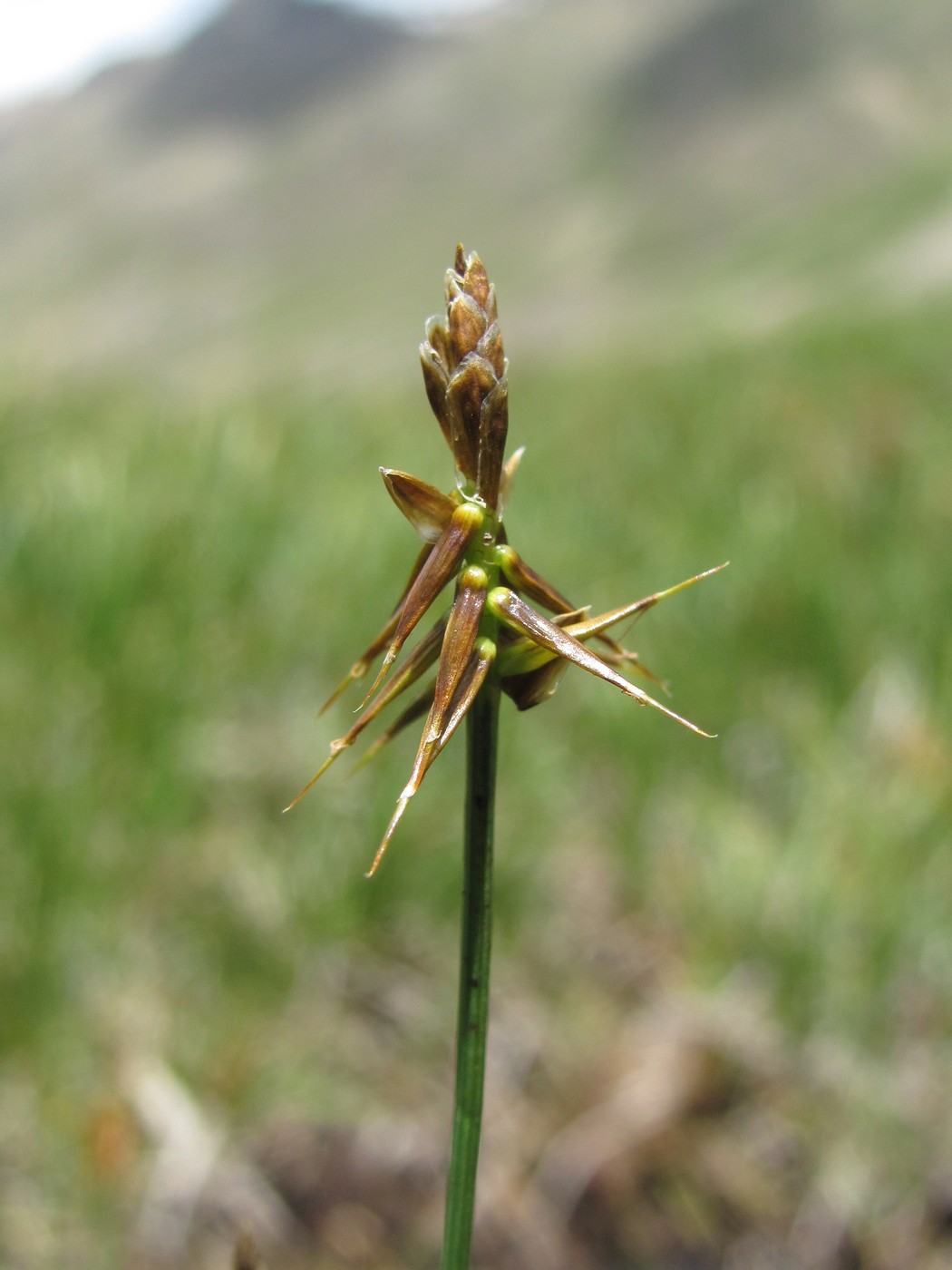 Image of Carex microglochin specimen.