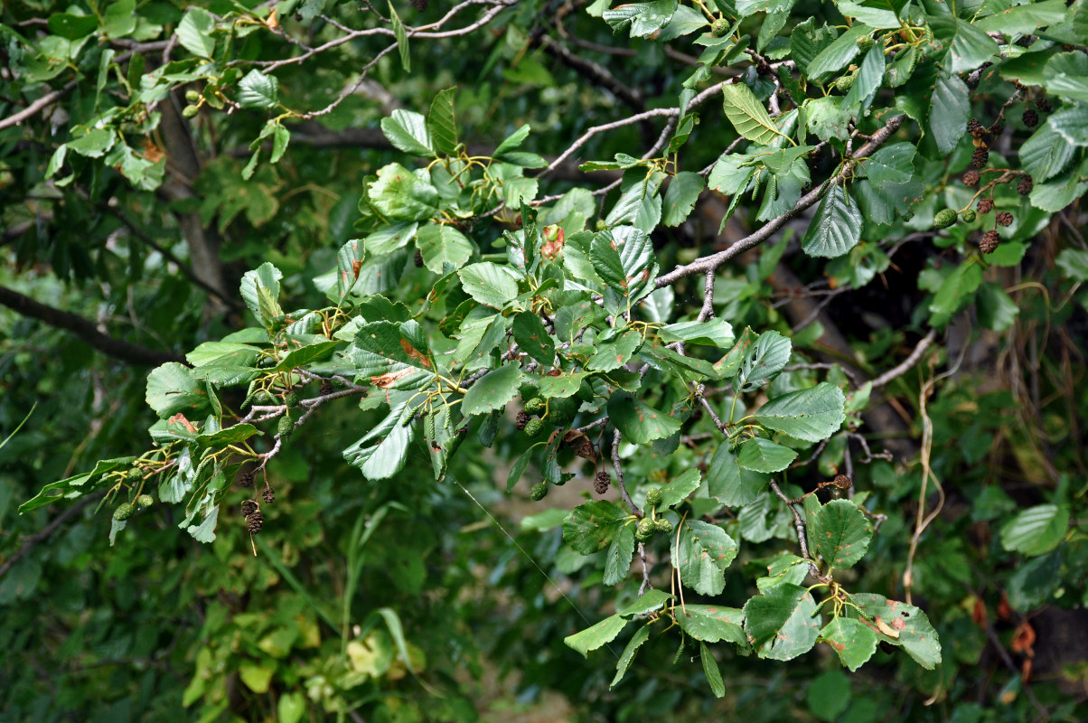 Изображение особи Alnus glutinosa.