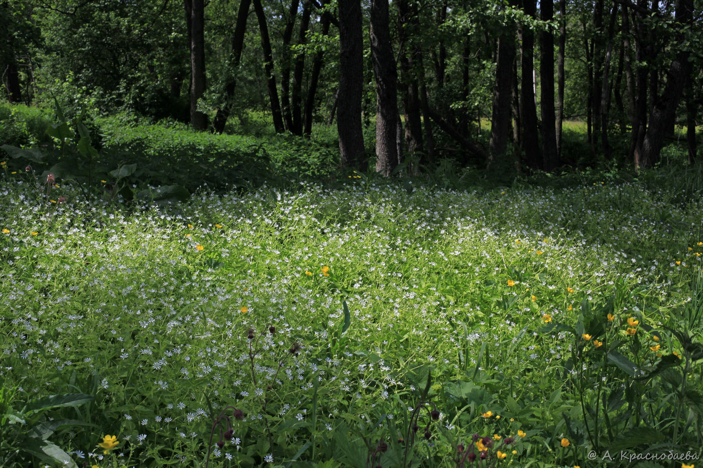 Изображение особи Stellaria nemorum.