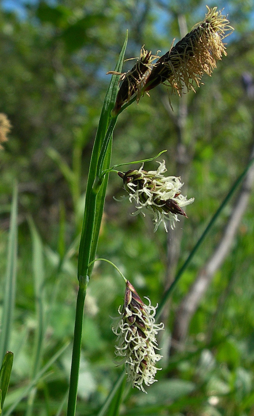 Изображение особи Carex podocarpa.