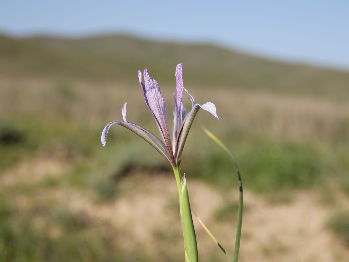 Изображение особи Iris songarica.